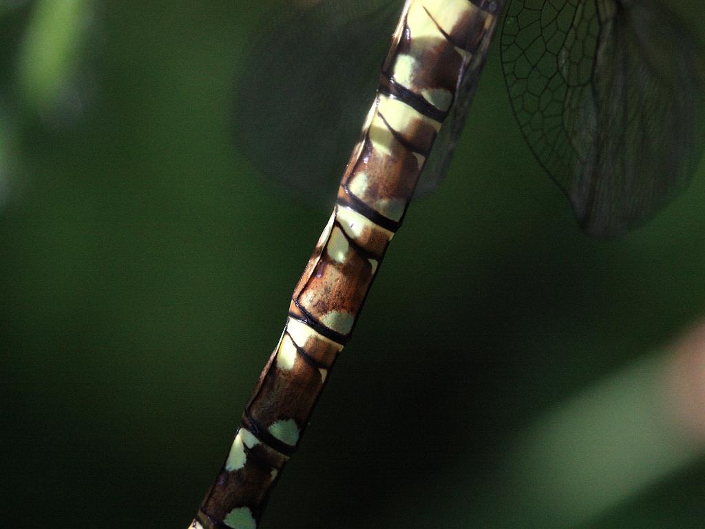 IMG_3607.JPG - Qu'est ce que c'est ?