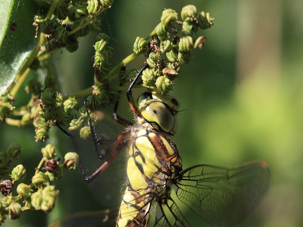 IMG_3610.JPG - sans vergogne.