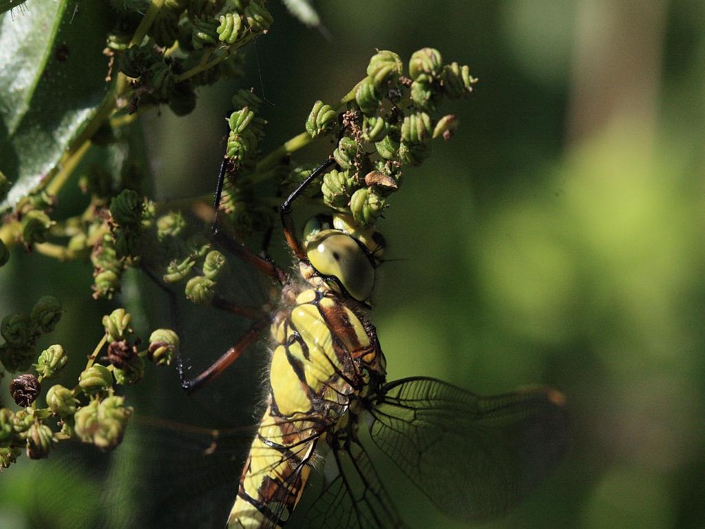 IMG_3621.JPG - Ne sentez vous pas le regard glacé.