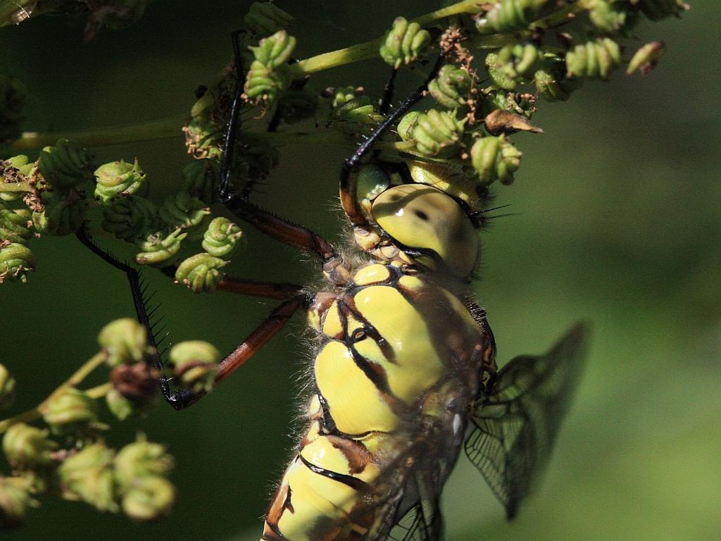 IMG_3623.JPG - affamé