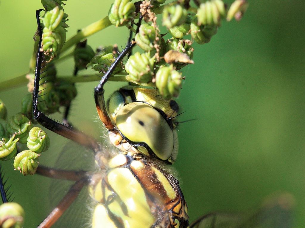 IMG_3629.JPG - du maître des roseaux.