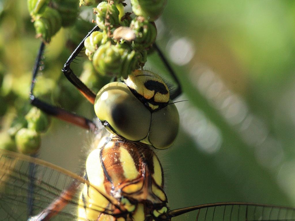 IMG_3667.JPG - devant ce truc