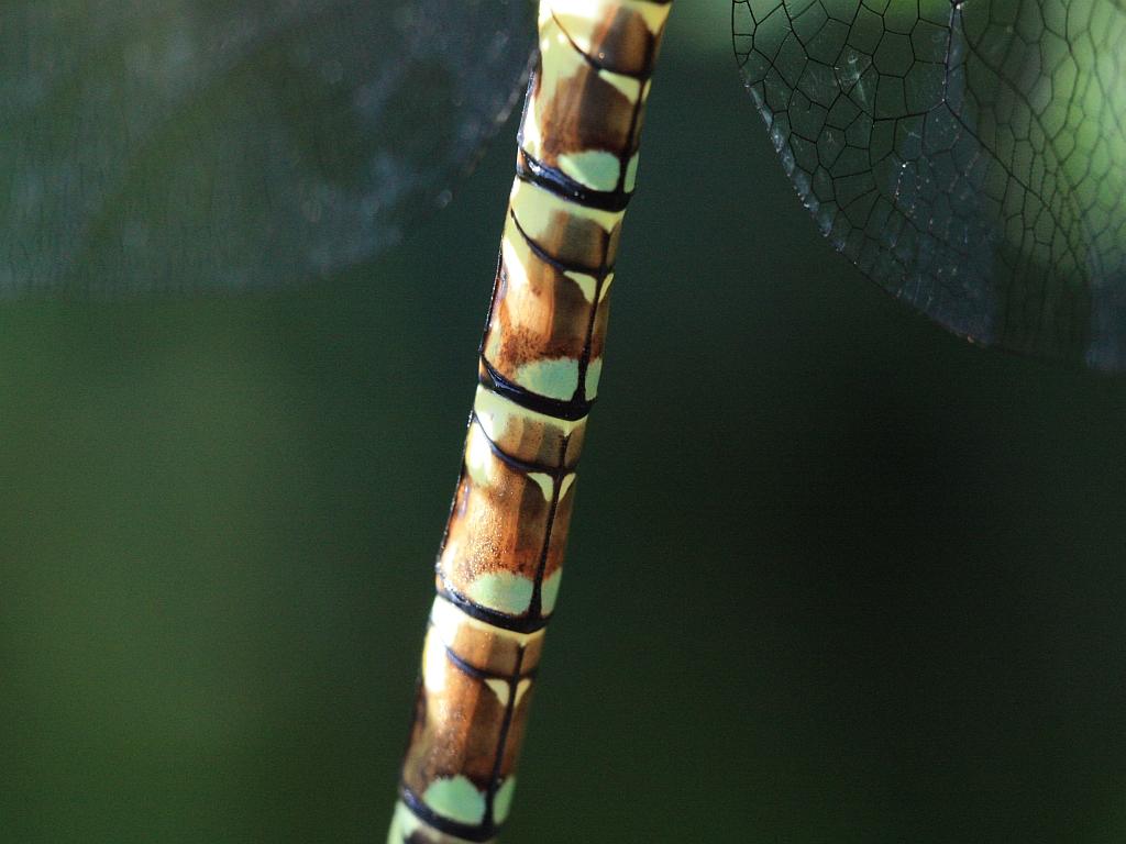 IMG_3672.JPG - Un bambou ?