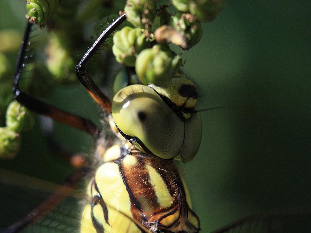 IMG_3678.JPG - imaginaire