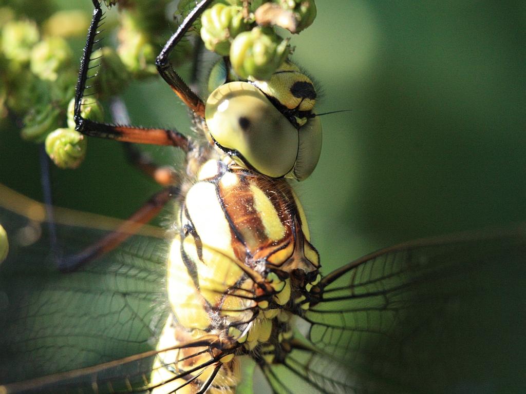 IMG_3687.JPG - ne pas rester fasciné