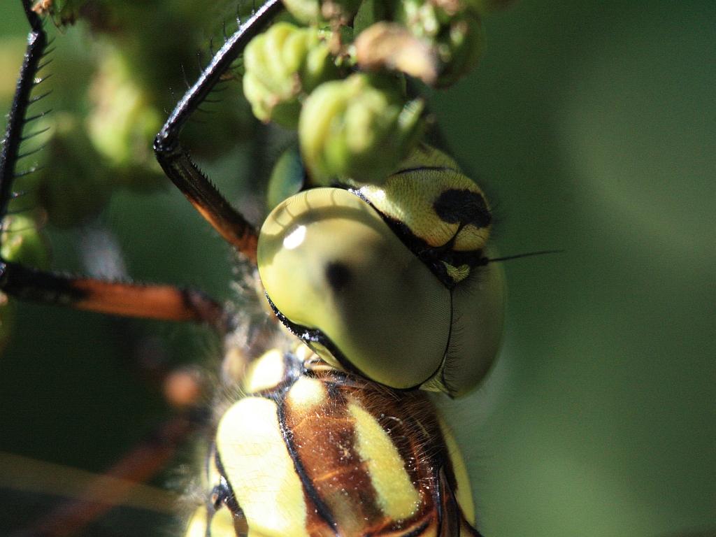 IMG_3688.JPG - trop beau