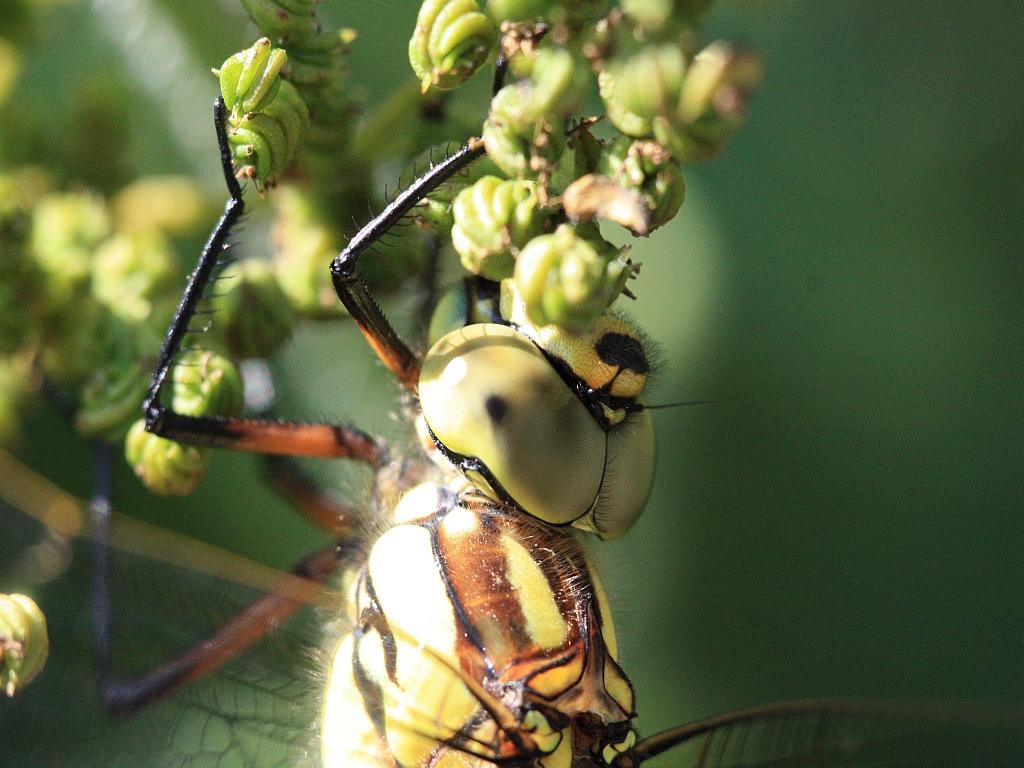 IMG_3695.JPG - réagir