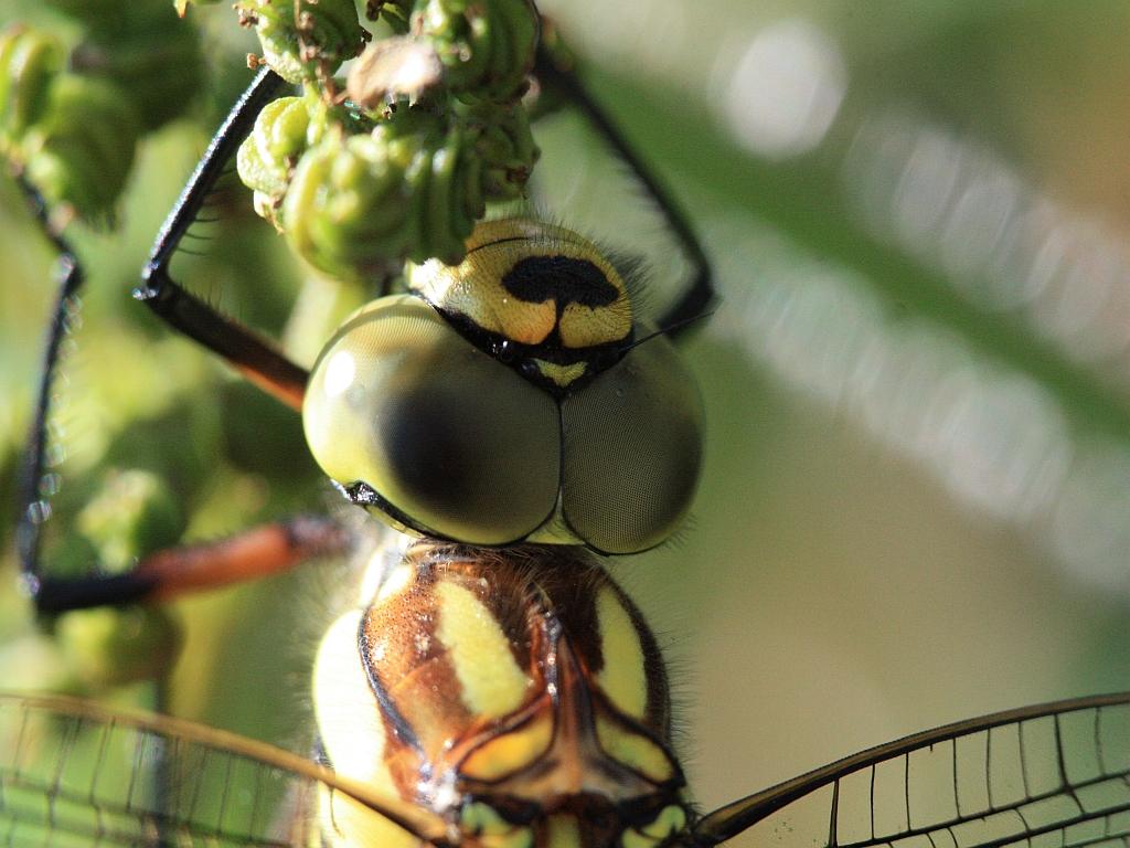 IMG_3701.JPG - voir ma gueule