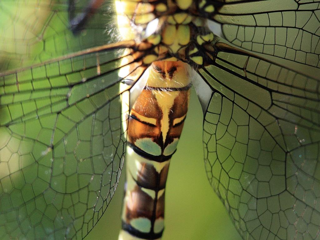 IMG_3703.JPG - Les pales.