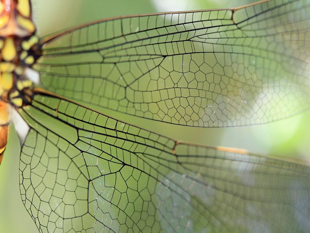 IMG_3706.JPG - La surface alaire de ces grands voiliers .