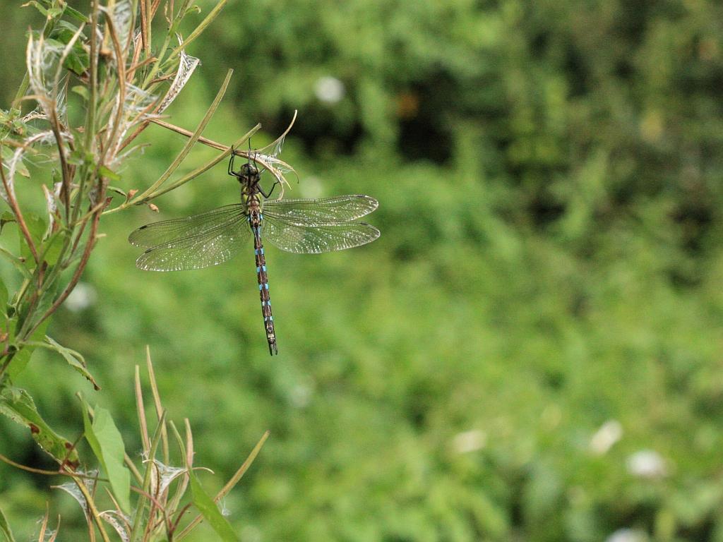 IMG_3722.JPG - Un frelon de chez Dassault.