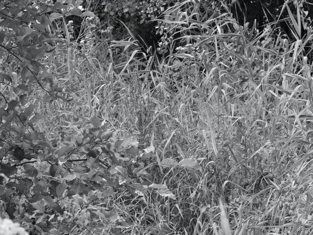 IMG_3727.JPG - Le pays des hélicoptères.