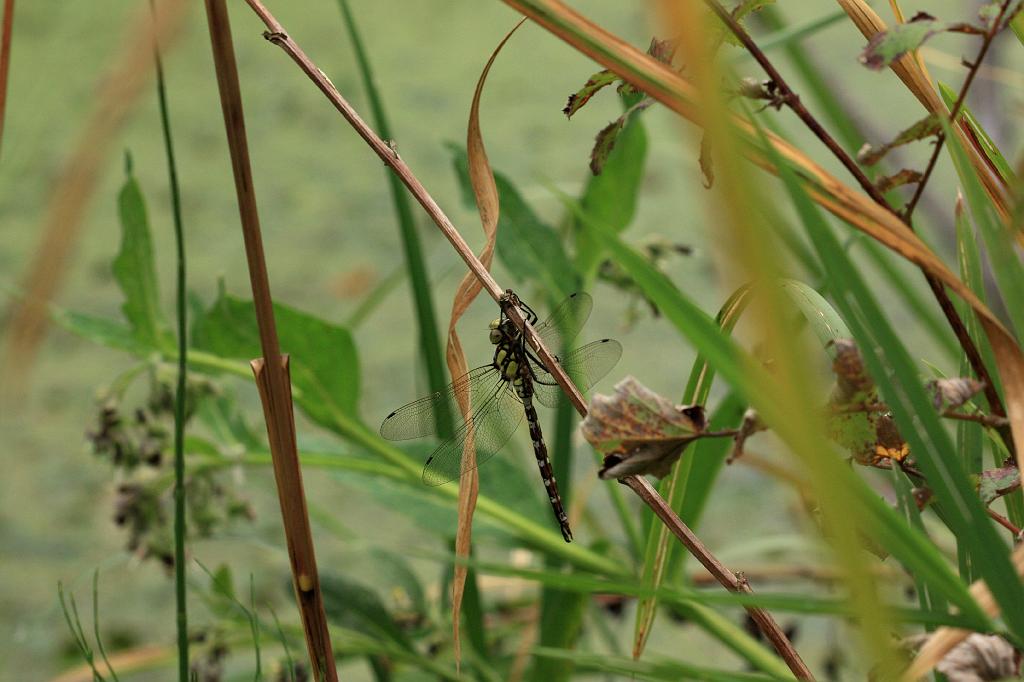 IMG_4204.JPG - Alors , une libellule.