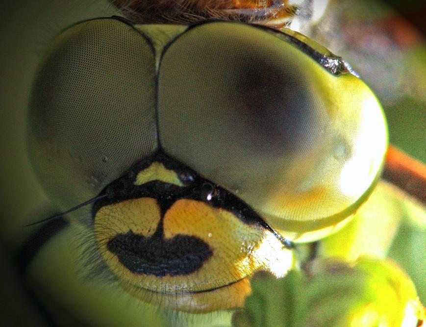 yeux.jpg - This file will self-destruct in five days.D. Vincent saw them.They arrive. Aeschna cyaneaCanon 450D , 100 macro. 