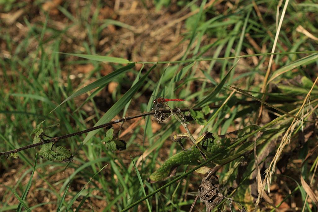 IMG_1172.JPG - Crocothemis erythraea (35-40 mm; assez commun) : mâle rouge; femelle jaune ou brun jaunâtre; stigma jaune; grande tache safranée à la base des 4 ailes