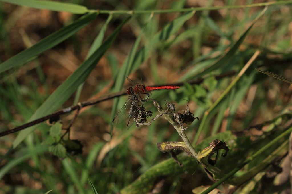 IMG_1174.JPG - Les Insectes sont très anciens (ils sont plus anciens que les Reptiles et abondaient au Carbonifère : nombreux fossiles retrouvés dont la fameuse "libellule géante" Meganeura (près de 80 cm d'envergure !). A l'époque, le numérique n'existait pas.