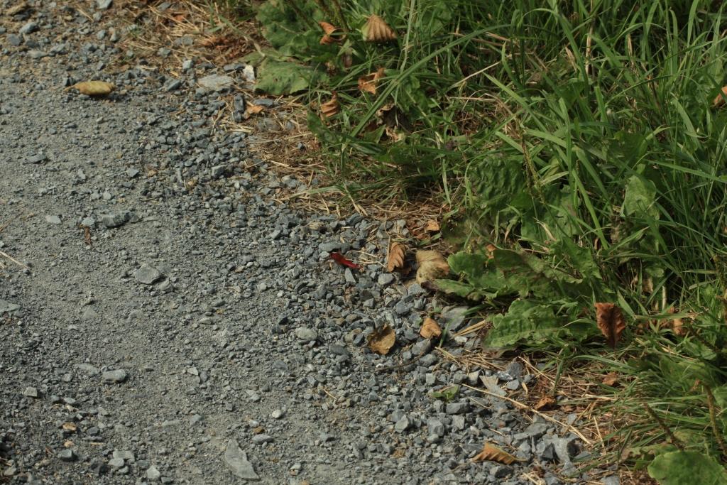 IMG_1261.JPG - Approchons nous doucement de la bête.