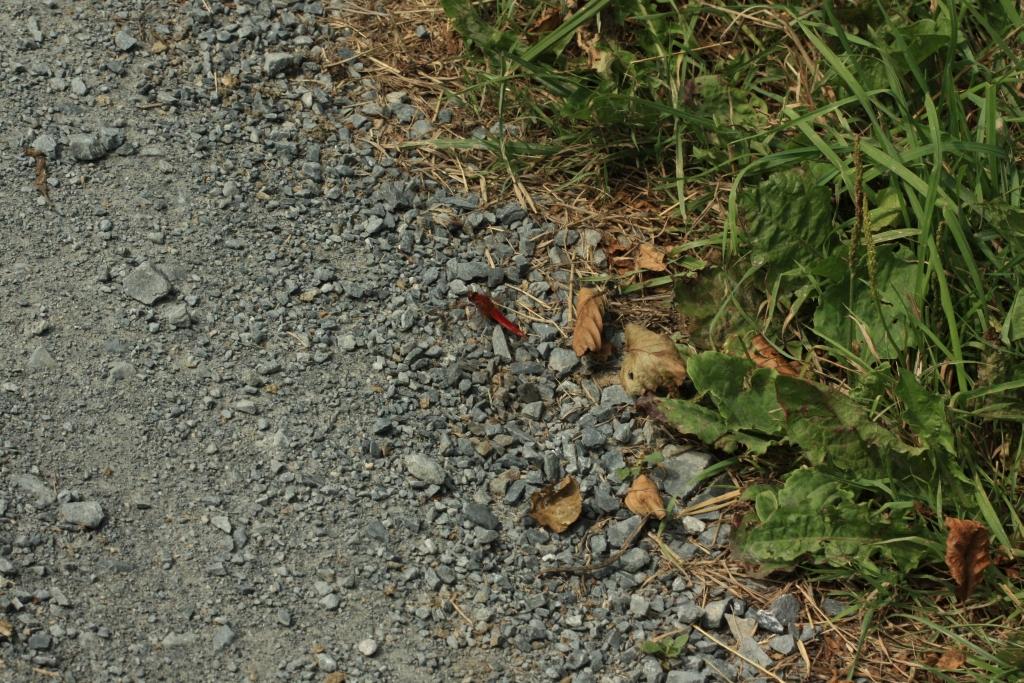 IMG_1262.JPG - Anisoptères="Libellules" ou Zygoptères="Demoiselles". Il s'agit bien de " la belle demoiselle".