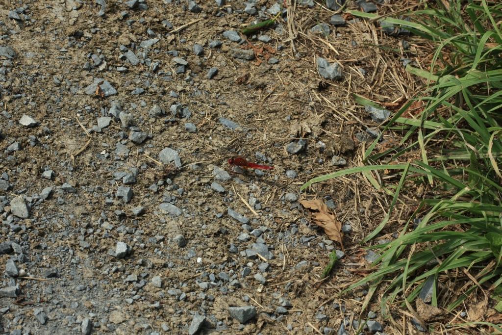 IMG_1263.JPG - Les Libellules sont remarquables par leurs couleurs, leur élégance et leur vivacité