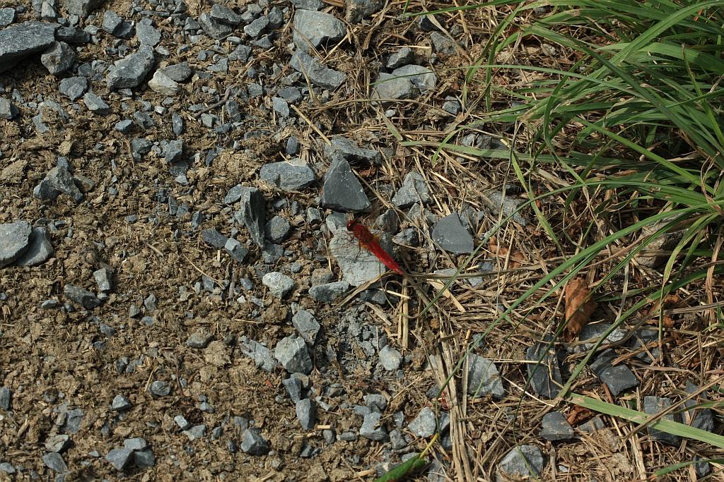 IMG_1264.JPG - Celle-ci n'a pas compris les r^gles du camouflage.