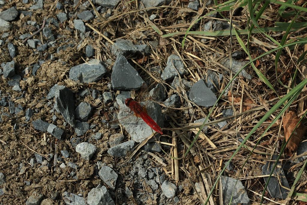 IMG_1267.JPG - Cependant, pas très simple à capturer sous un bon angle.