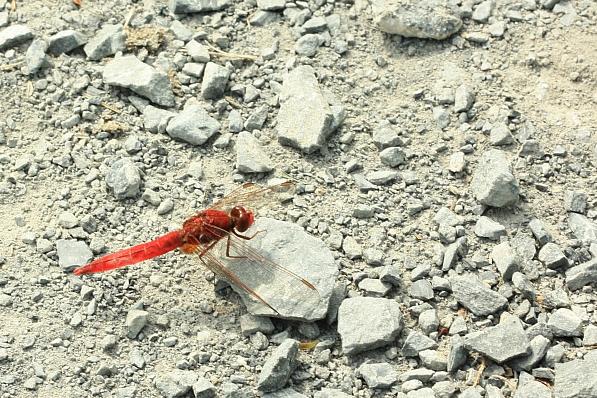 IMG_1270.JPG - Belle ecarlate