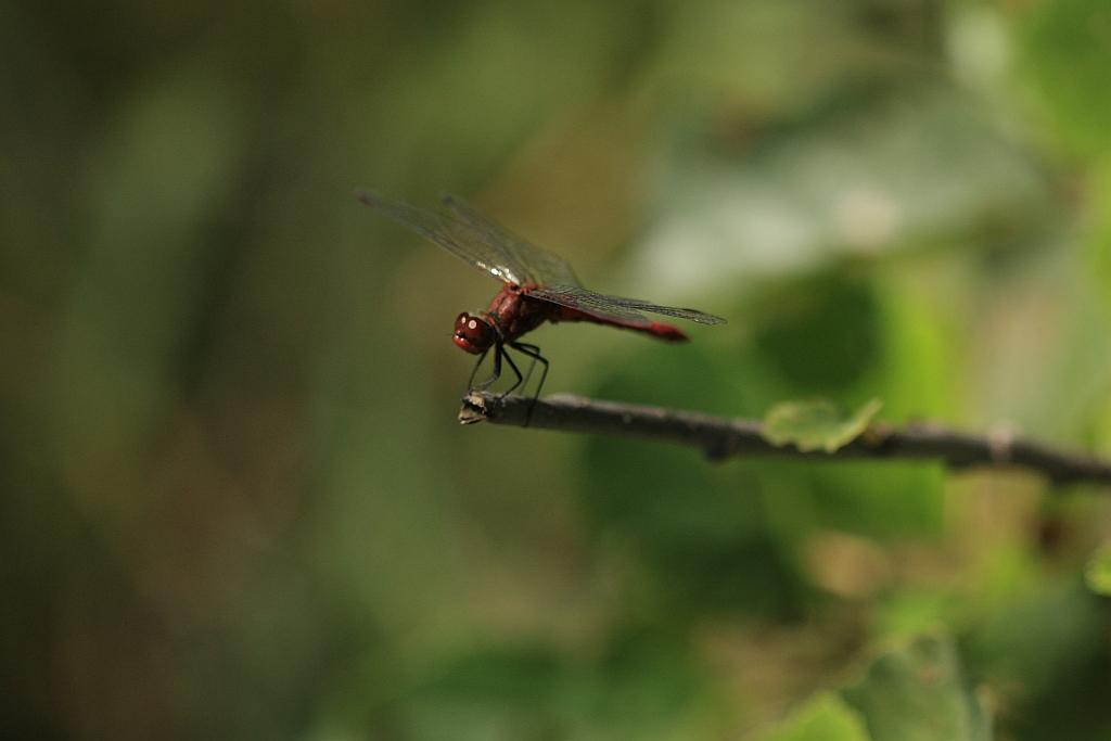 IMG_2734.JPG - Enfin, elle daigne se montrer à son meilleure jour.
