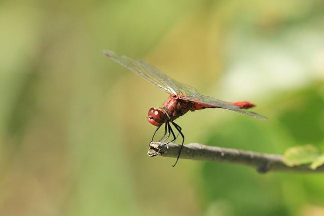 IMG_2742.JPG - Comme l'oiseau sur la branche