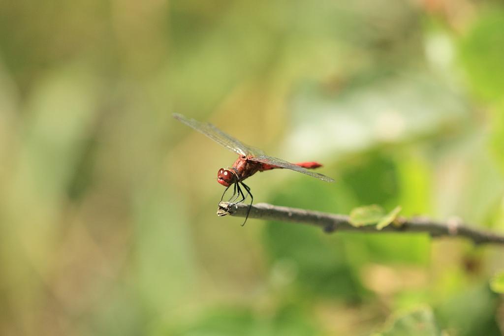 IMG_2743.JPG - Admirez ses beaux yeux rouges.