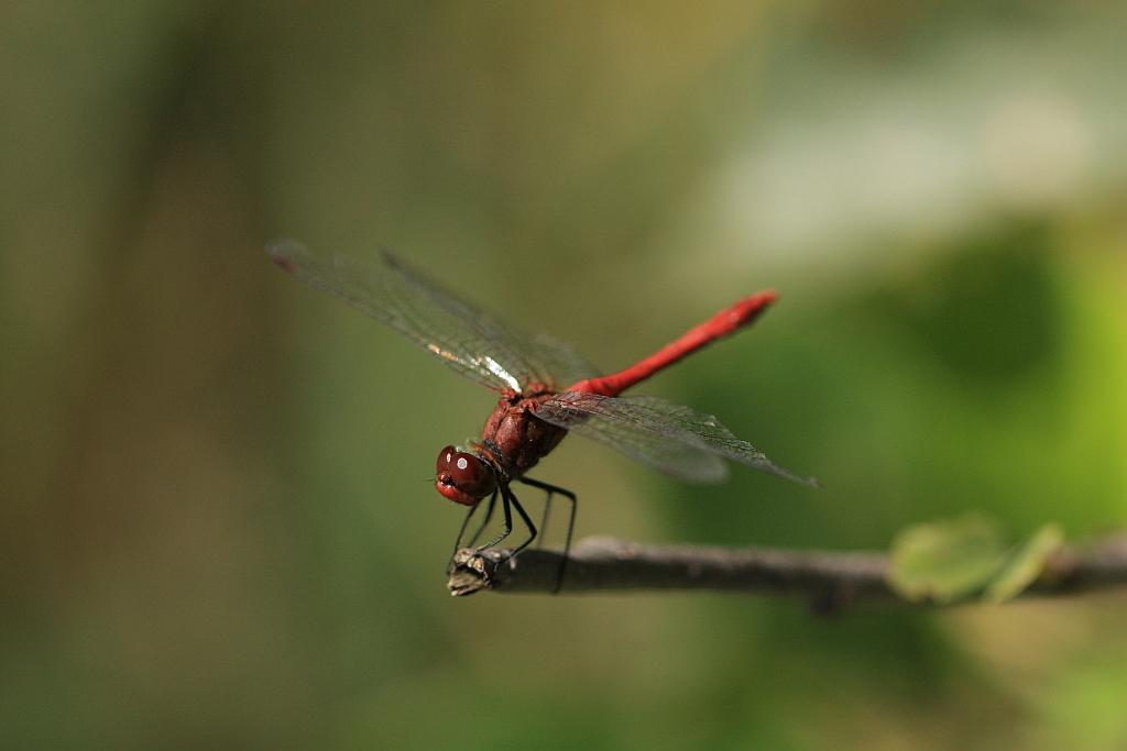 IMG_2747.JPG - Ah, voilà.