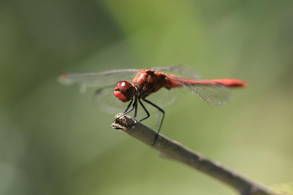 IMG_2764.JPG - Yeux rouges cohérents écarlates du mâle
