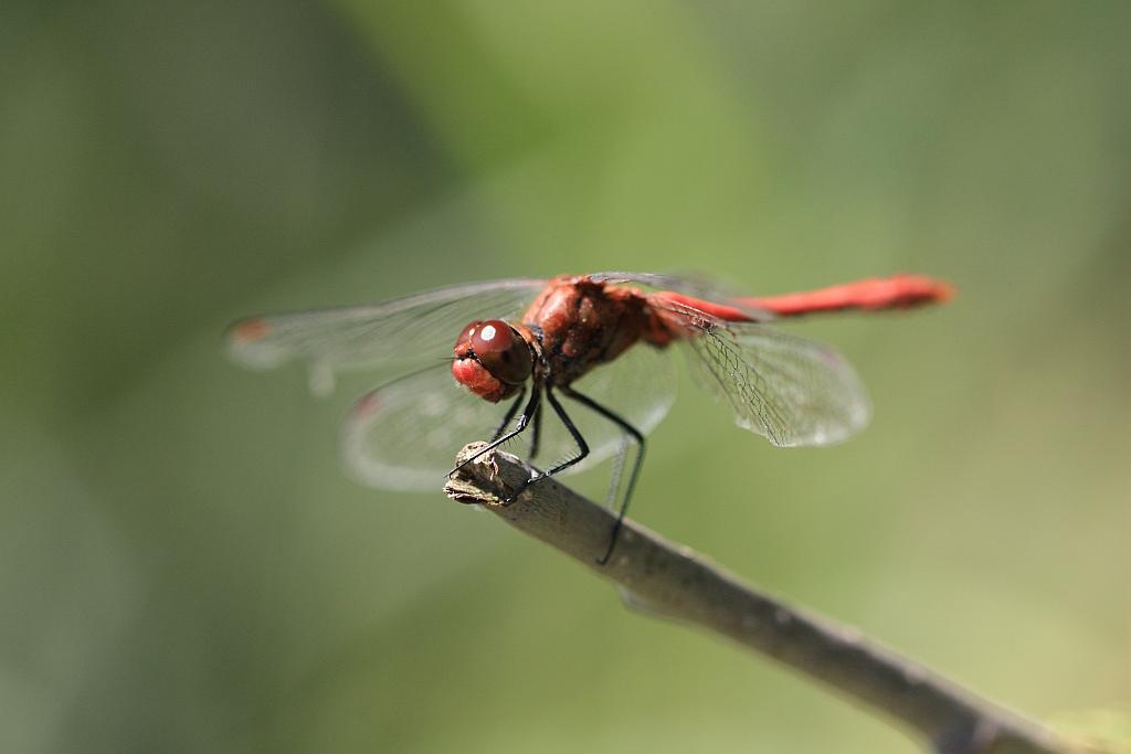 IMG_2766.JPG - A mon avis, elle rigole.