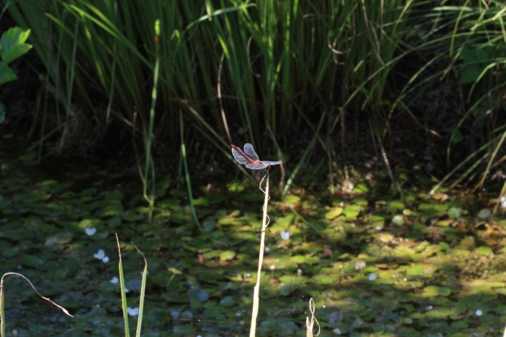 IMG_2782.JPG - A litle flower ?