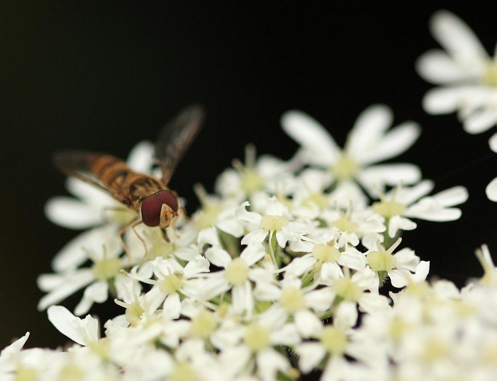 IMG_0704.JPG - Les mouches sont de l'ordre des diptères (pour deux ailes).Les mouches peuvent se présenter sous diverses formes mais celles que l'on peut confondre avec les guêpes, abeilles ou bourdons, de par leur taille et par le fait qu'on les retrouve souvent sur les fleurs, peuvent en être aisément différentiées, pour peu que l'on regarde où il faut.=> les ailes et la non taille de guêpe