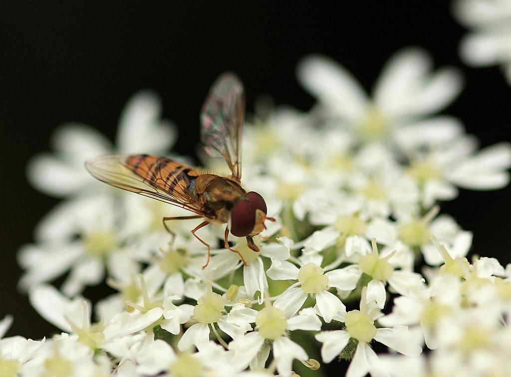 IMG_0705.JPG - Elles ont toujours de beaux organes visuels.