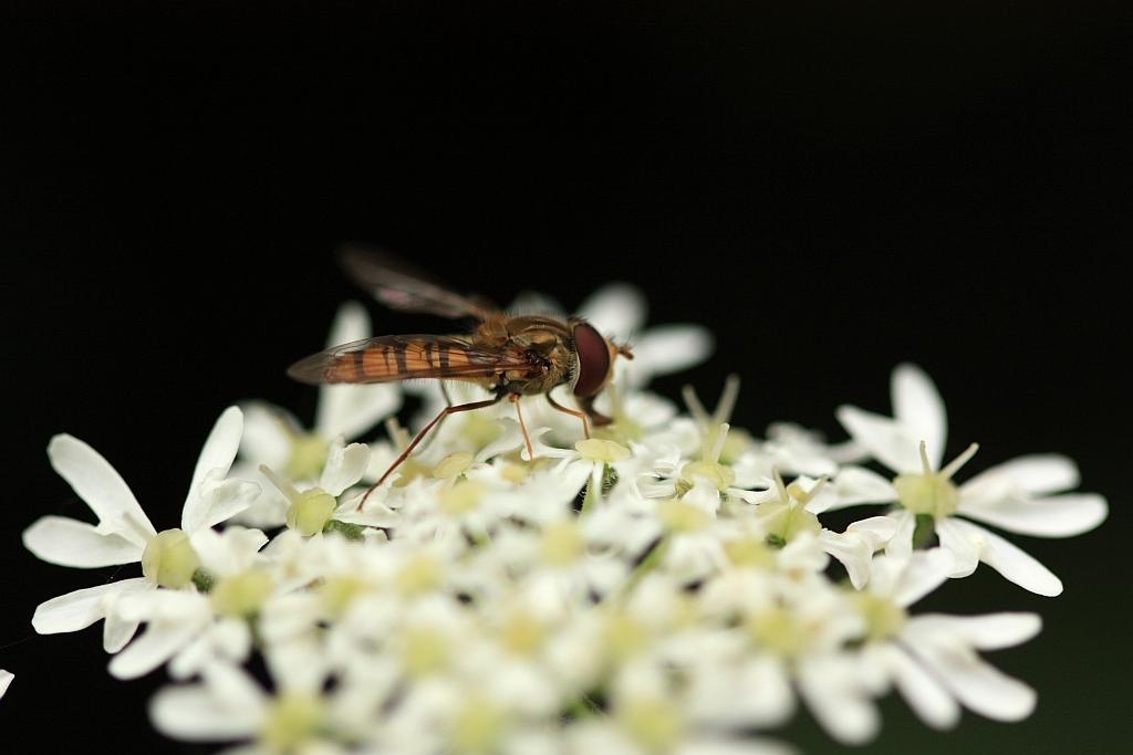 IMG_0707.JPG - Délicatement posées sur les ombellifères , elles paressent.