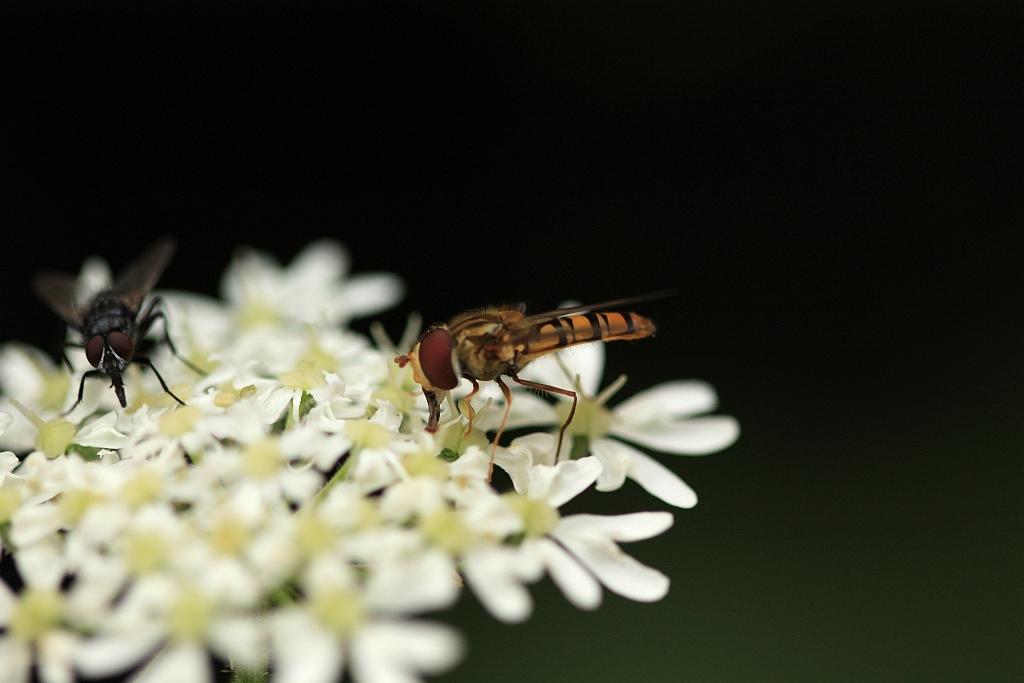 IMG_0713.JPG - Discutent entre copines.