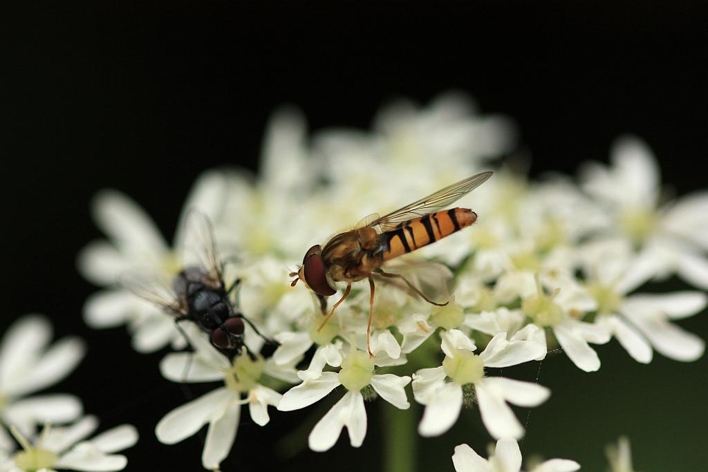 IMG_0715.JPG - Vous préférez les guêpes ou les mouches.