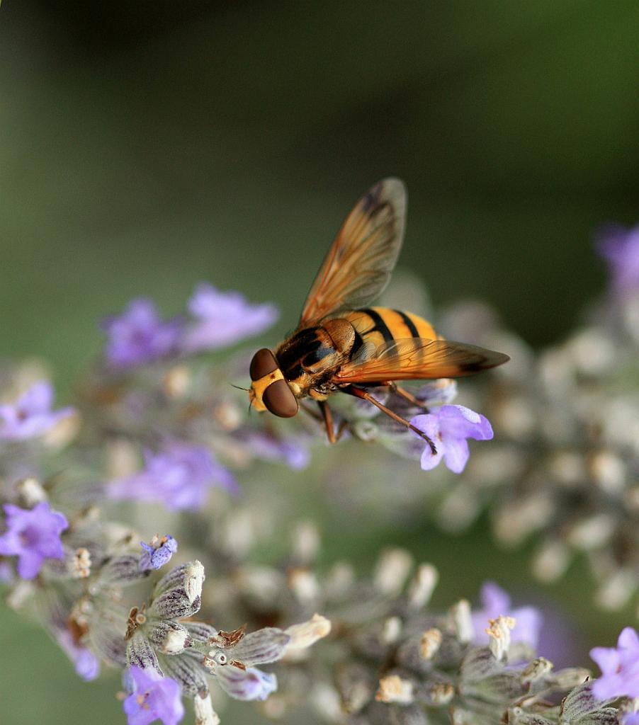 IMG_1994.JPG - Orange.fr