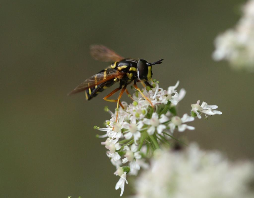 IMG_0654.JPG - Trompe bien leur monde, les mouches.