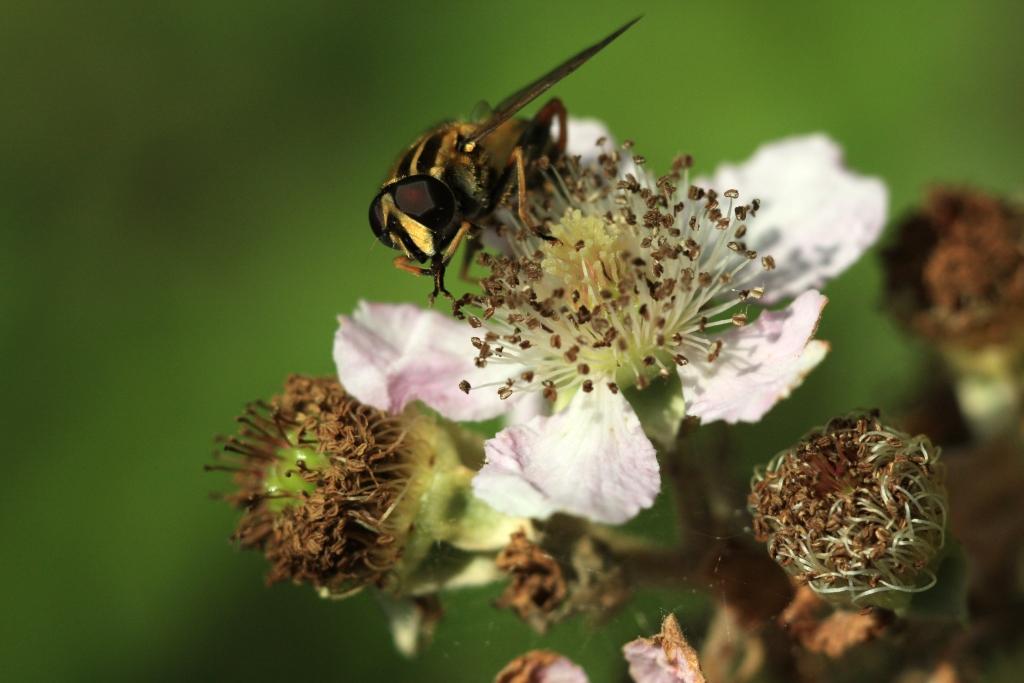 IMG_1237.JPG - Un vrai extra-terrestre.