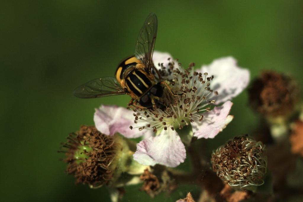 IMG_1238.JPG - On reconnait les ailes de mouches.
