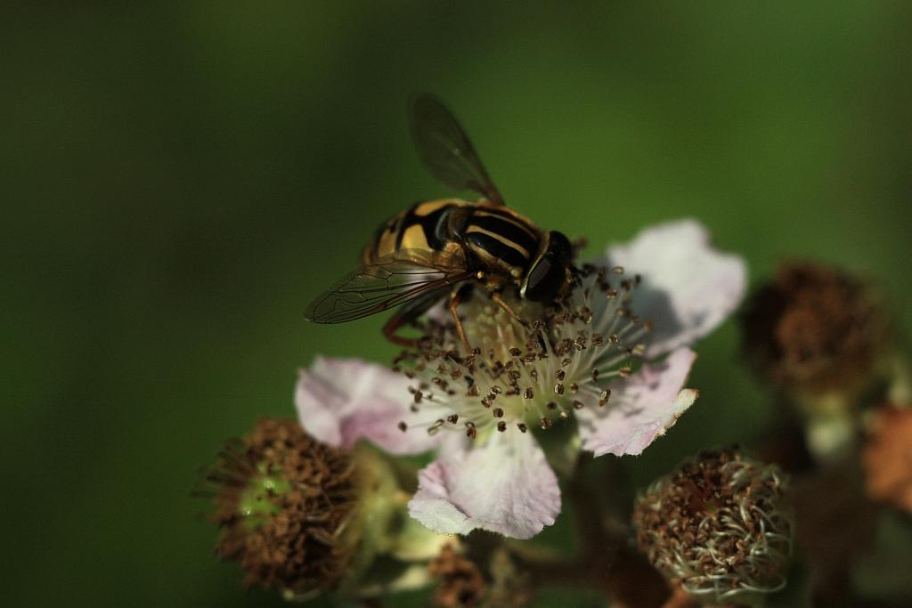 IMG_1239.JPG - Pattes de mouche.