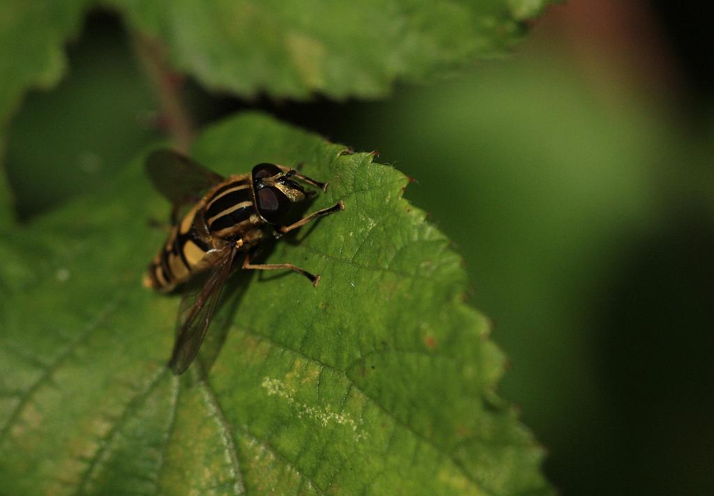 IMG_1240.JPG - Le poste d'observation.