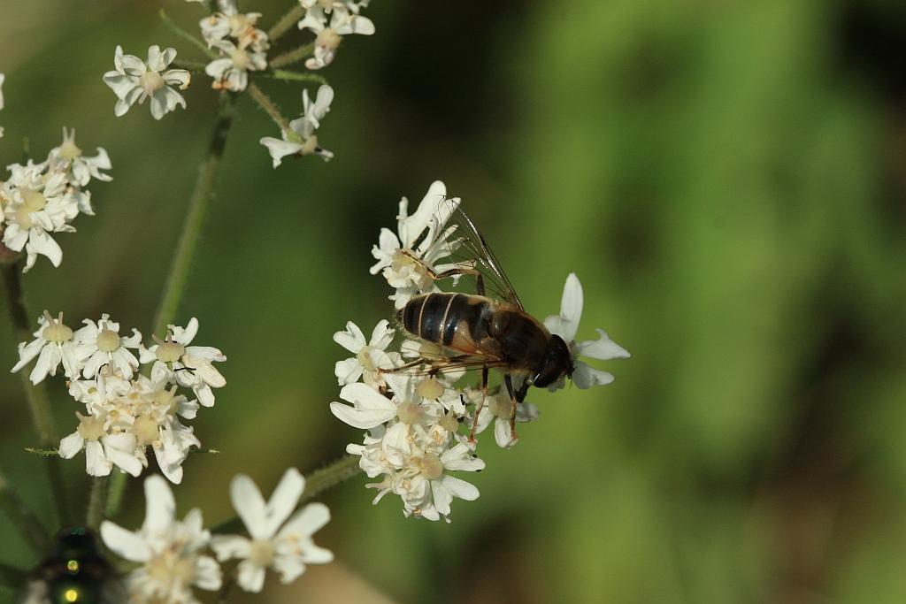 IMG_2479.JPG - Eristalis tenax - une mouche qui présente les mêmes couleurs que notre abeille domestique. Et pourtant ce n'est qu'une mouche que l'on peut prendre entre ses doigts sans risques. Sa larve à queue de rat vit dans les eaux riches en matières en décomposition