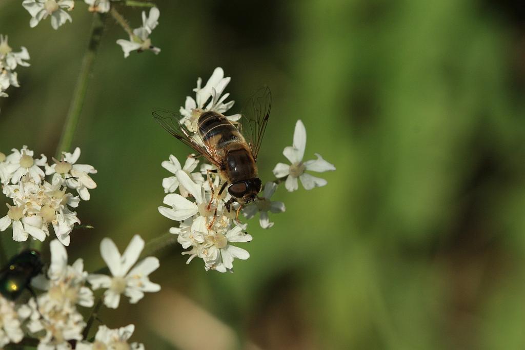 IMG_2480.JPG - Enchantée.