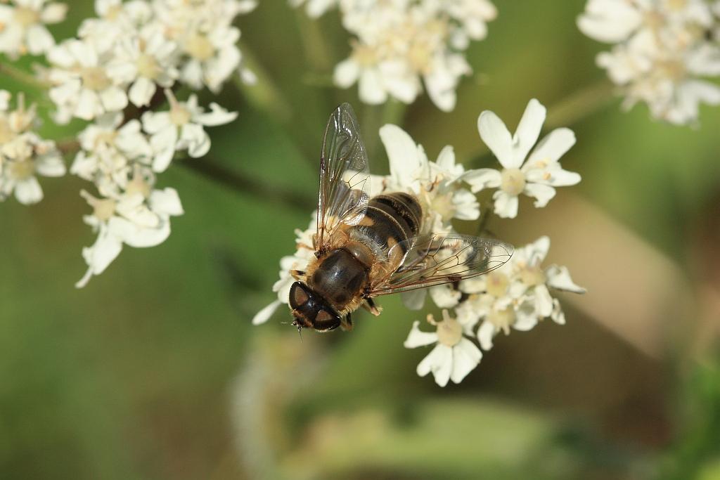 IMG_2481.JPG - Admirez les yeux.Les yeux des insectes sont constitués d’un ensemble de récepteurs à la lumière (jusqu’à 30 000 chez certains Coléoptères) qui sont appelés des ommatidies.Joli composé.