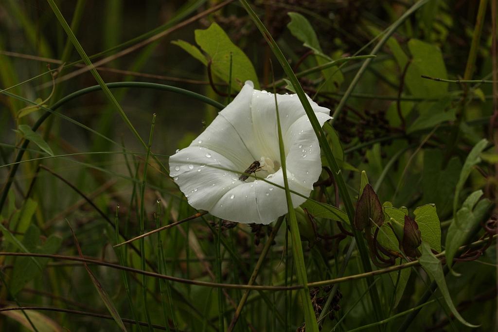 IMG_1306.JPG - A trouvé chaussure à son pied