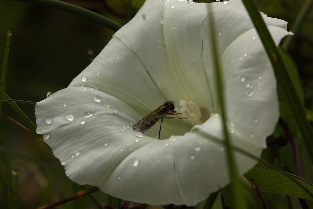 IMG_1307.JPG - Rosée blanche.