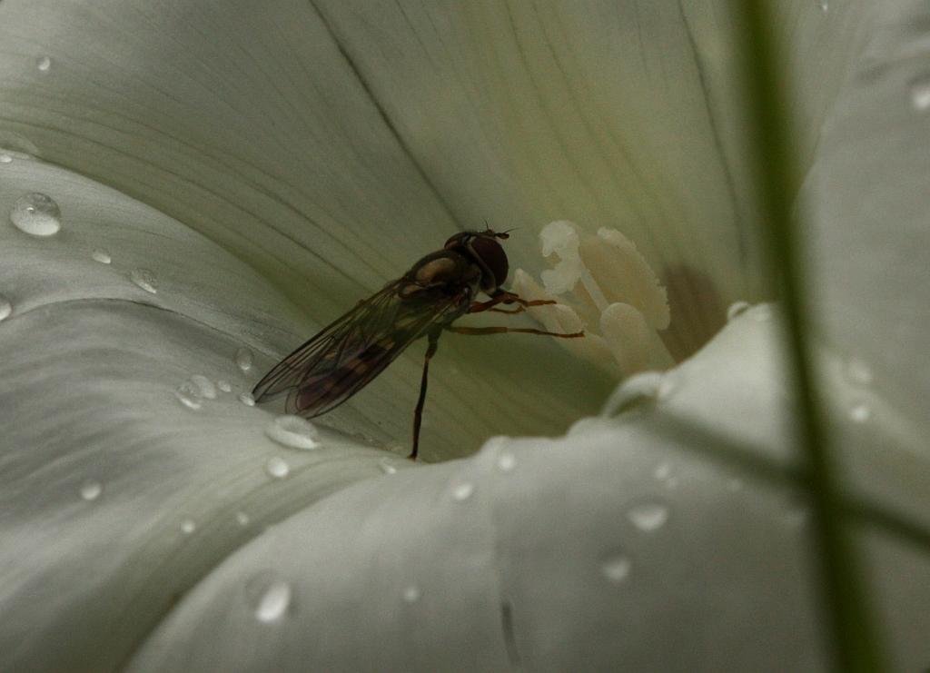 IMG_1308.JPG - Le grand écart.